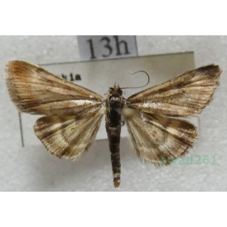 Pyrausta despicata (Scopoli, 1763) Płomienka łąkowa Slovakia13h